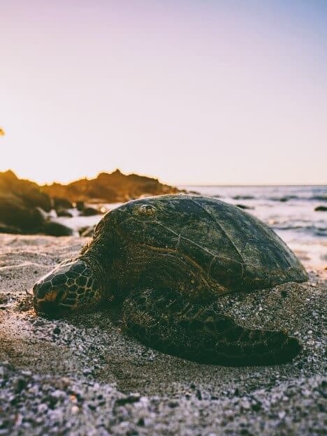 Galápagos Islands (Guayaquil), Ecuador