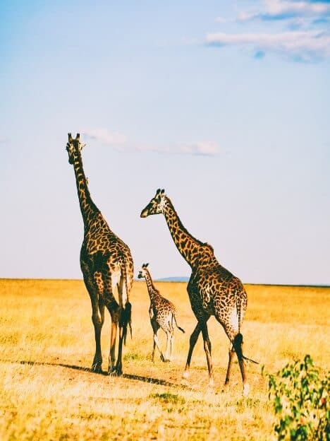 Serengeti National Park, Tanzania