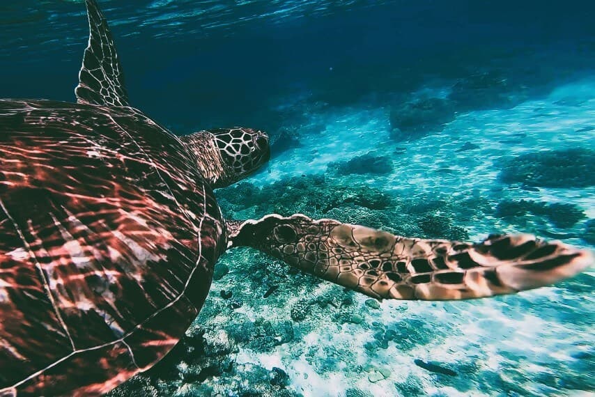 Apo Island, Philippines