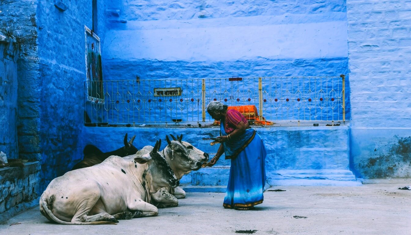 Sacred Cows, India - travel destinations in Asia